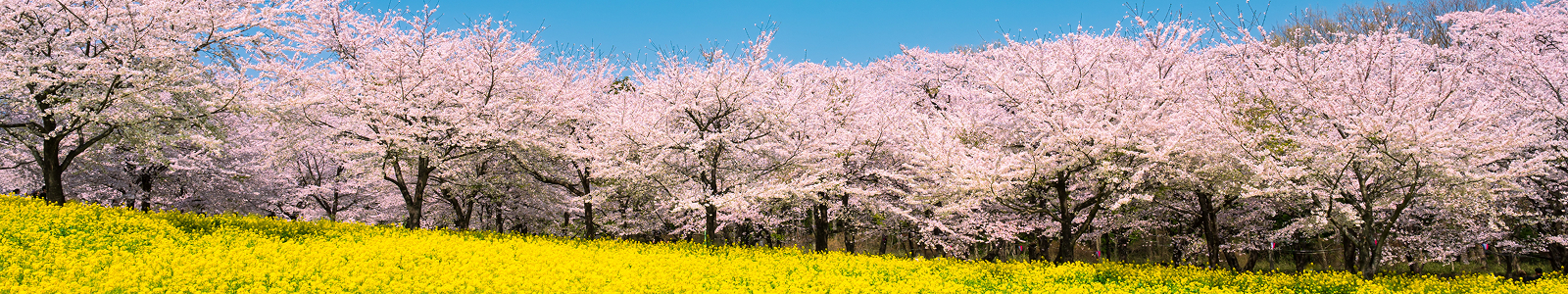 rakuseien